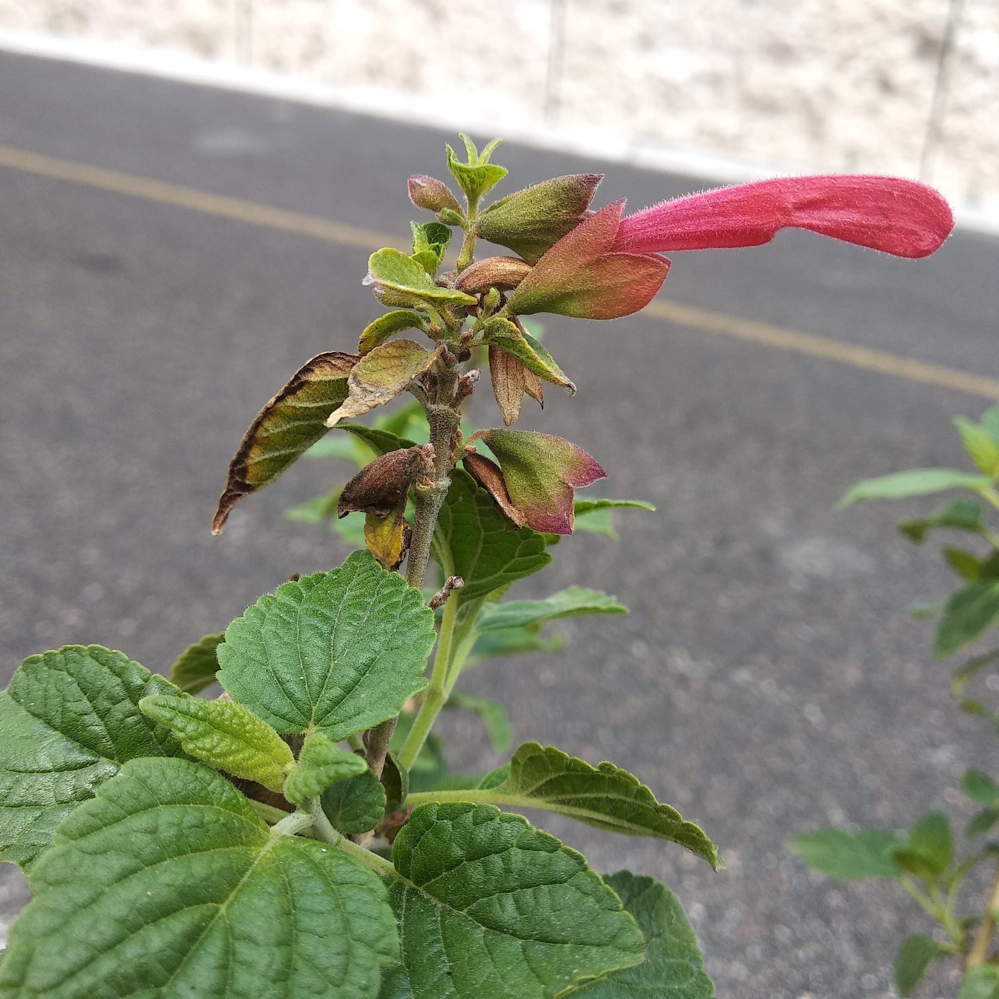 Salvia pubescens